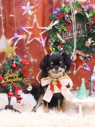 20231229ルナちゃん